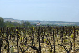 Chablis vineyards © Multimdia & Tourisme