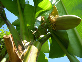 Bananas tree © Mr et Mme LÉCOLLE