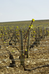 Chablis vine stock © Multimédia & Tourisme