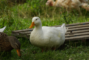 Burgundy Duck © Multimdia & Tourisme