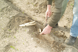 Asparagus harvest © Daniel et Mireille LECOLLE